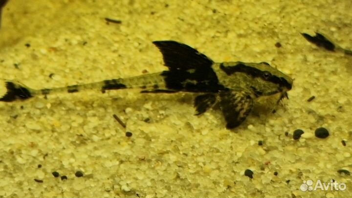 Ринелорикария колумбийская, L-519- Риo Итенeз