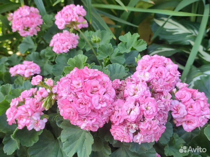 Пеларгонии на срез