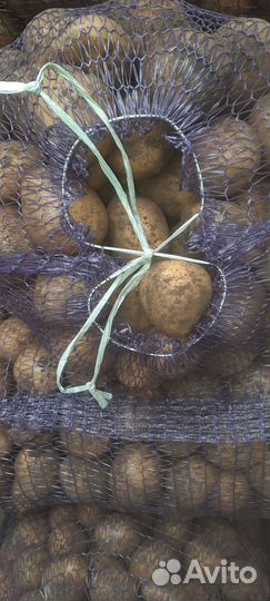 Семенной картофель гала