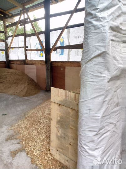 Зерно, ячмень овес