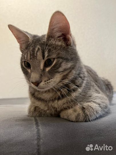 Обаятельный котик Мурзик