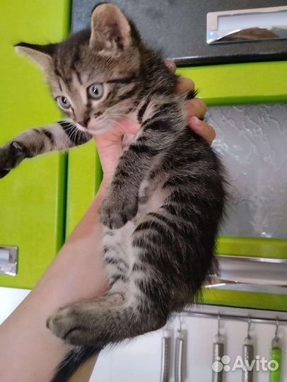 Красивые котята