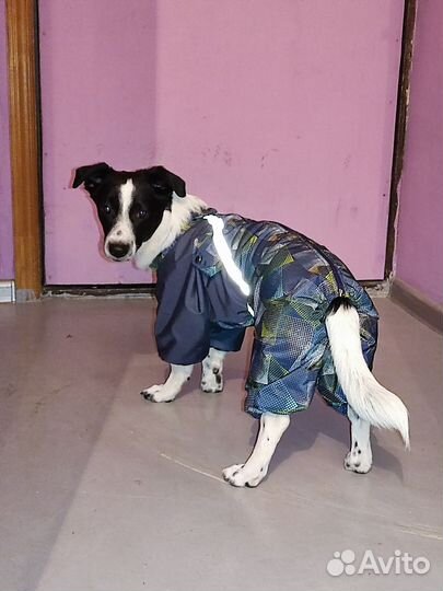 Комбинезон Джек Рассел для собак