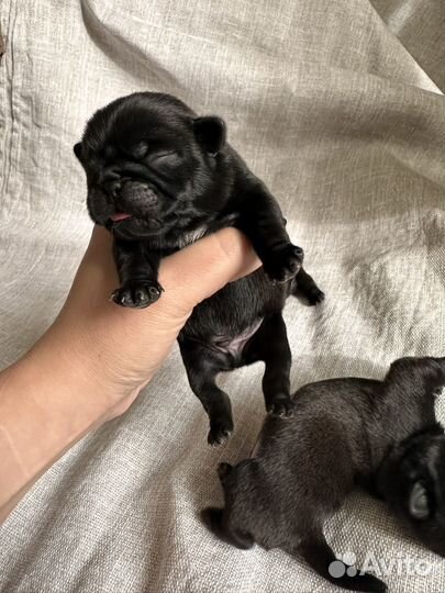 Щенки мопса