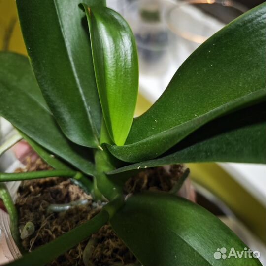 Орхидея фаленопсис биг лип