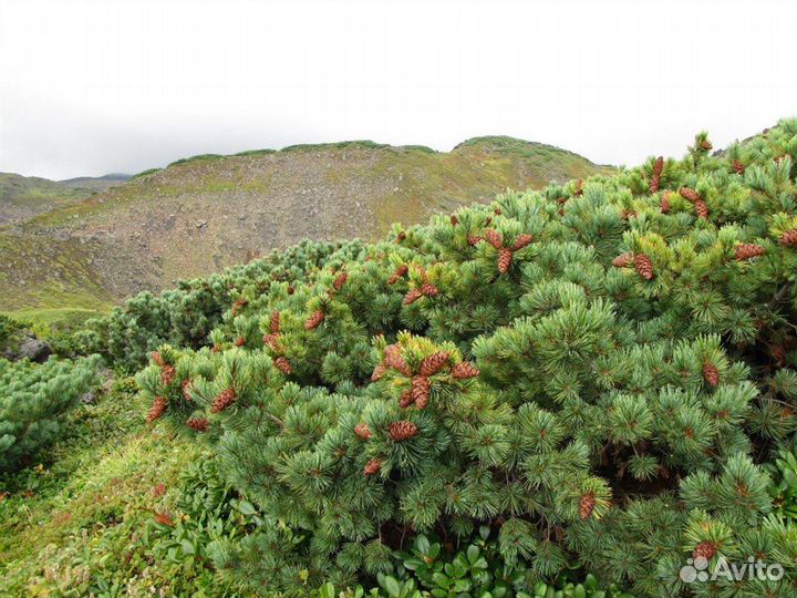 Кедровый стланик, семена