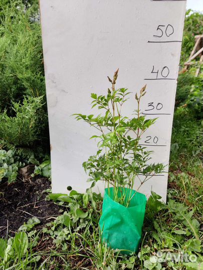 Тиарелла, гейхера, астильба, астранция