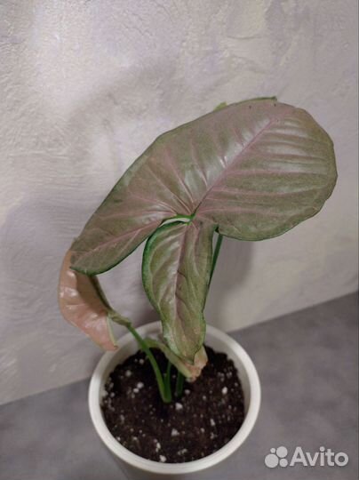 Шефлера Шеффлера сингониум флекси пинк