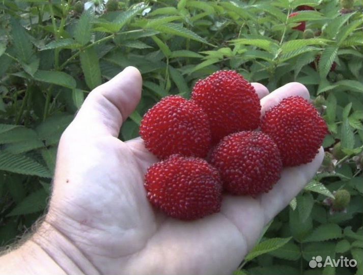 Тибетская малина саженцы