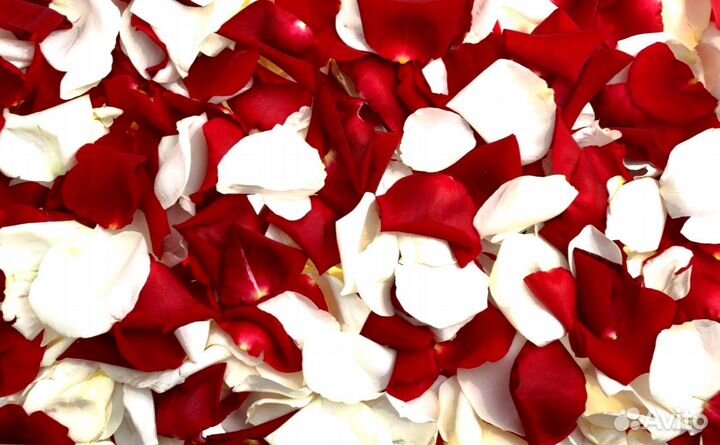 Лепестки роз