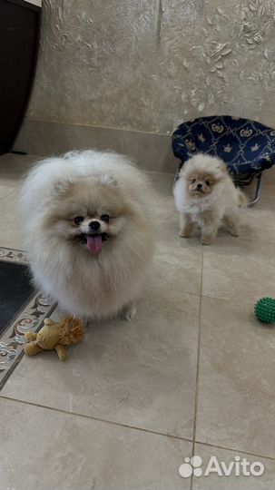 Померанский шпиц