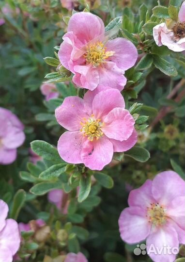 Многолетние растения для вашего сада