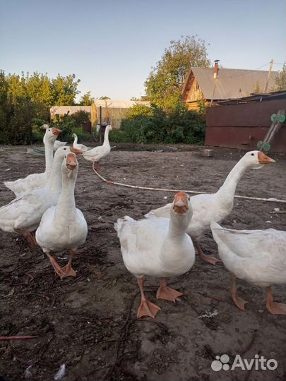 Индюки, гуси домашние на мясо