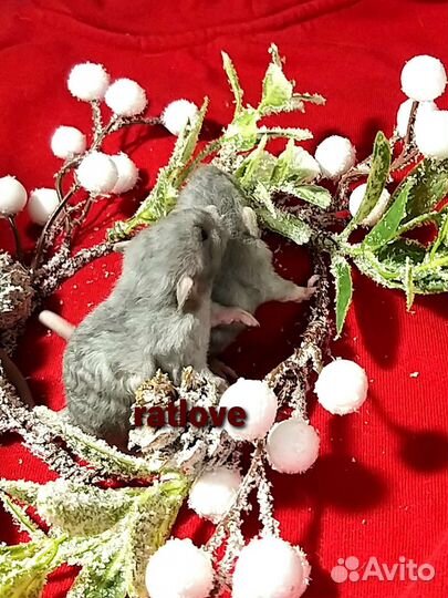 Крысята дамбо малыши