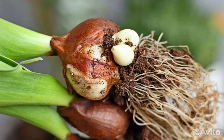 Луковицы тюльпанов