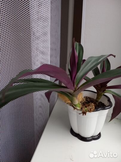 Традесканция