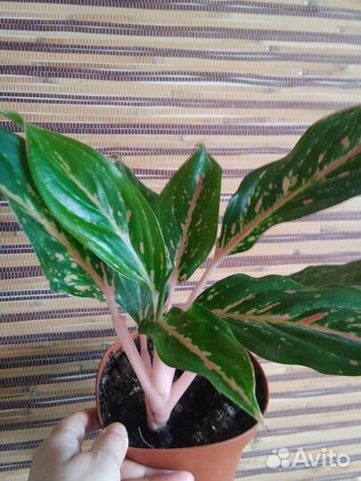 Аглаонема Баттерфляй