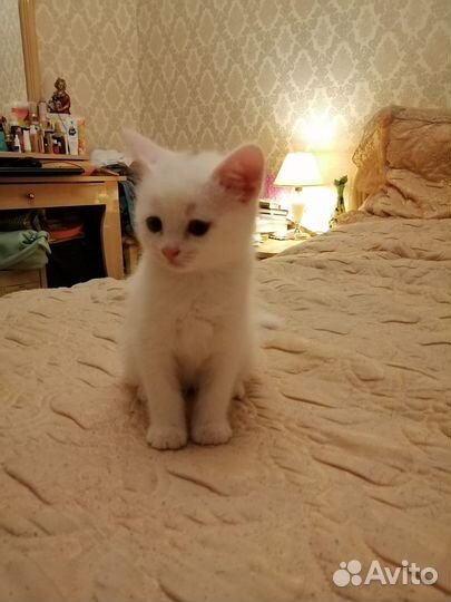 Кошки