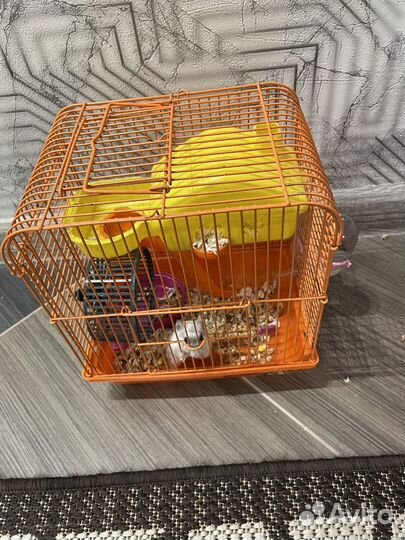 Джунгари хомяк