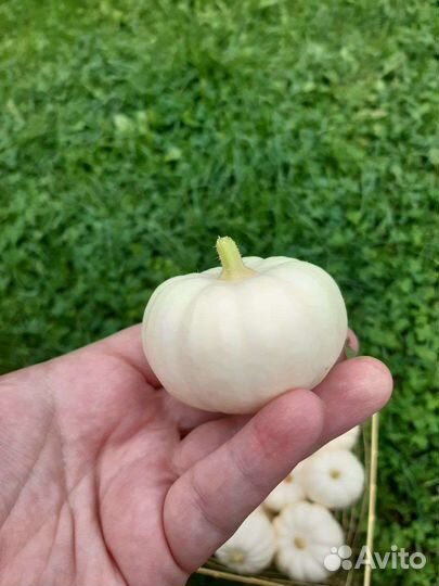 Тыква бэби бу