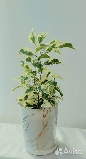 Фикус Гиппеаструм Циперус Пеперомия Растения комна