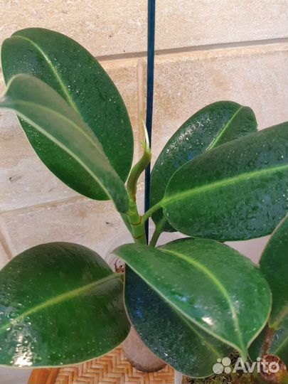 Фикус Меллони