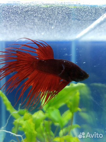 Рыбка петушок самец