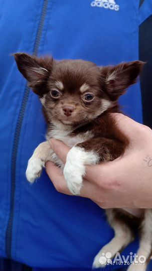 Шоколадный мальчик