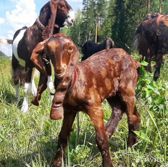 Козочка камори 2 мес