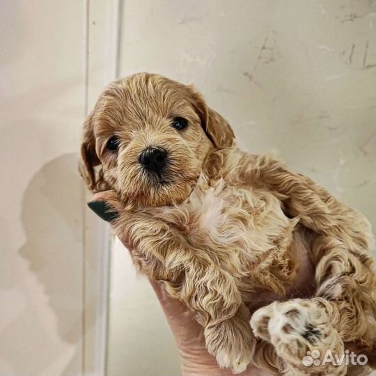 Щенки мальтипу mini f1