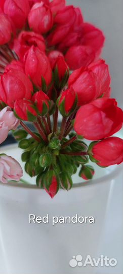 Герань тюльпановидная Red Pandora