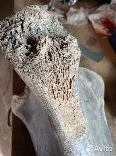 Кость мамонта