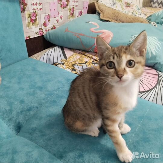 Кошка в дар бесплатно