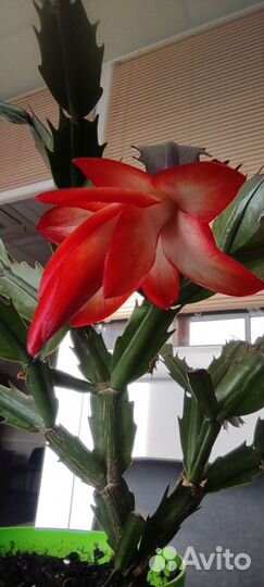 Декабрист шлюмбергера