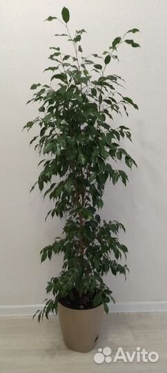 Фикус бенджамина большой