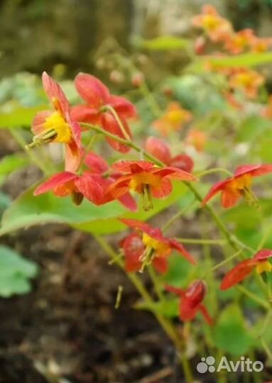 Многолетники для сада 2