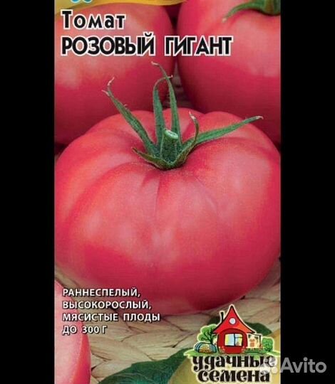 Рассада помидор