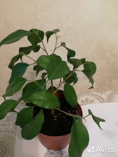 Фикус бенджамина