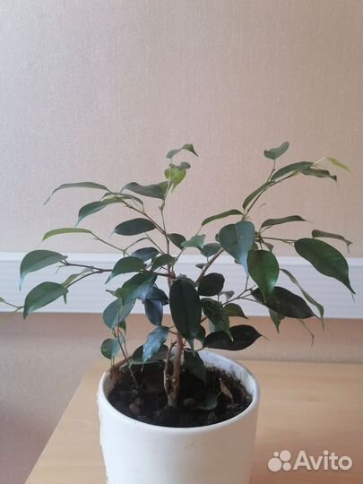 Бенджамина