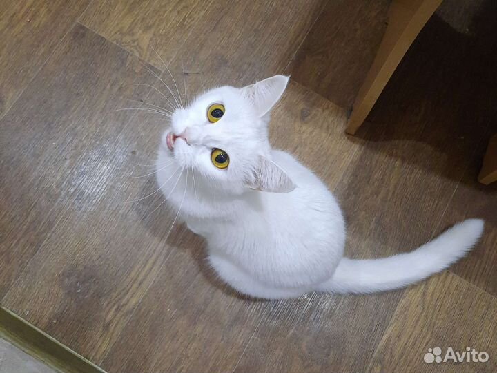 Кошка в дар