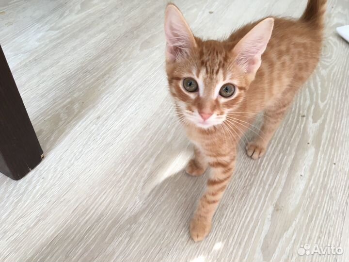 Шотландские котята 3 мес