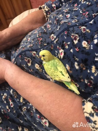 Волнистые попугаи