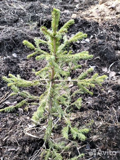 Ель сибирская