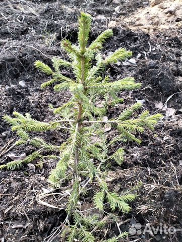 Ель сибирская