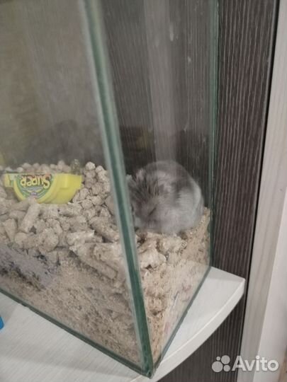 Хомяк с клеткой бесплатно