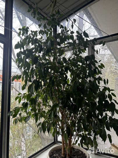 Фикусы Бенджамина