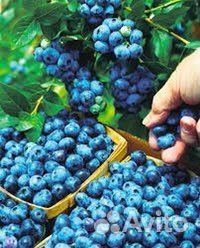 Голубика Река, Блю Кроп