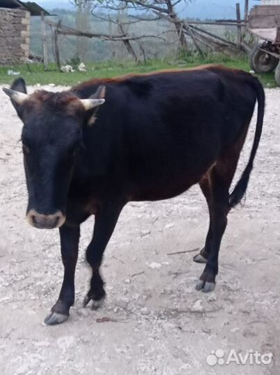 Коровы и тёлки