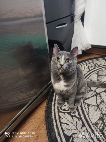 Кошечка София