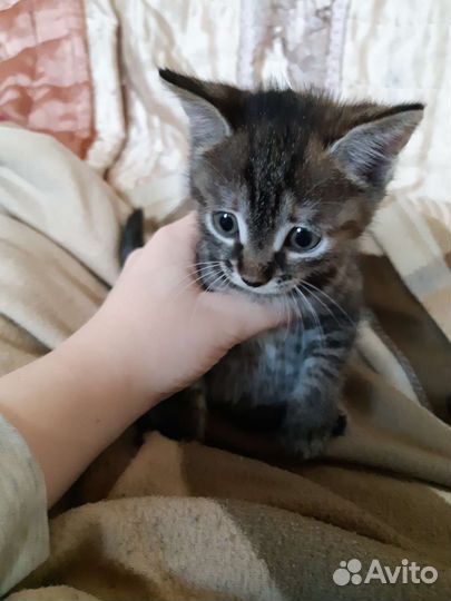 Котенок в добрые руки